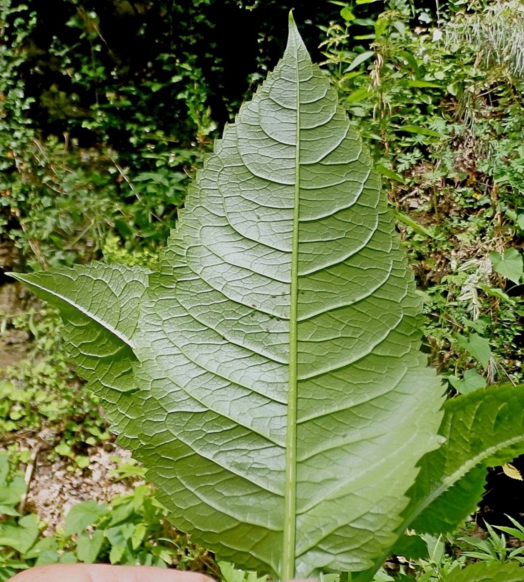 Изображение особи Dipsacus pilosus.