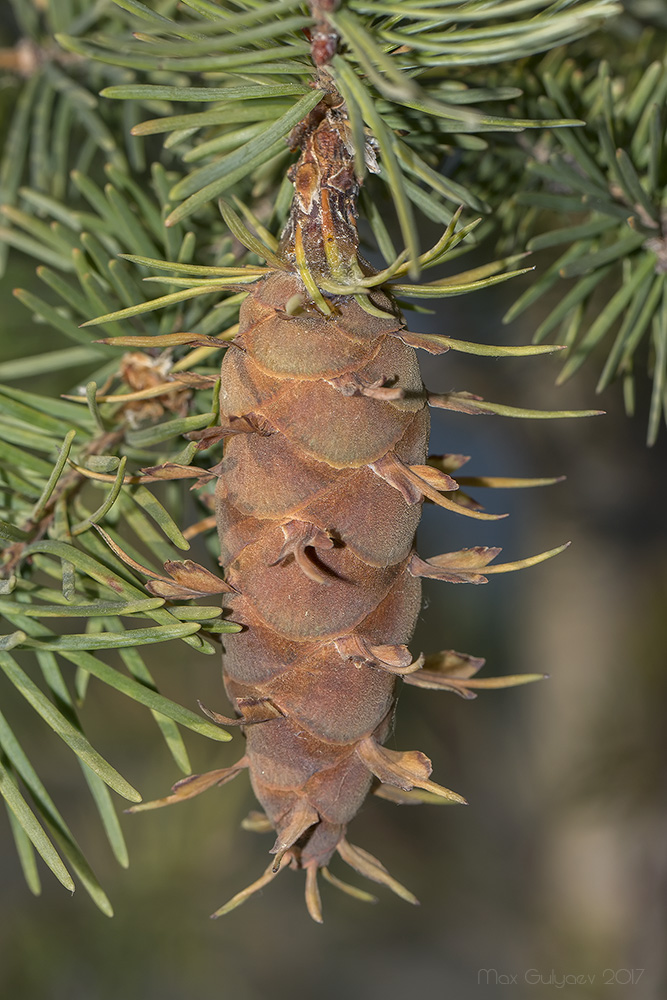 Image of Pseudotsuga menziesii specimen.