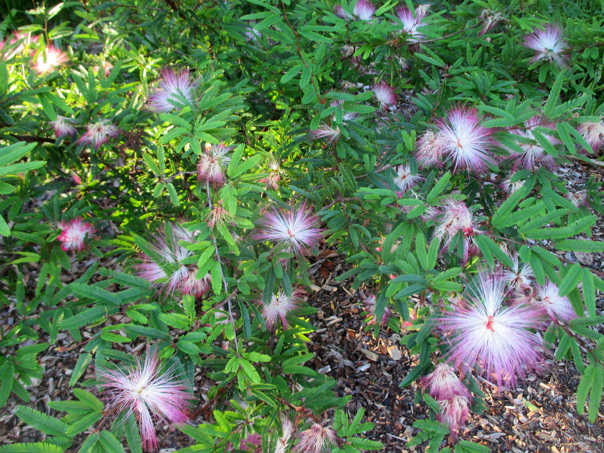 Image of Calliandra brevipes specimen.