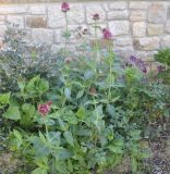 Centranthus ruber