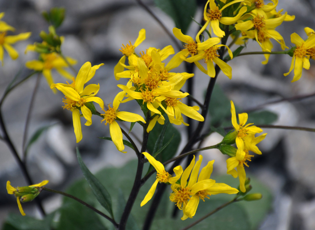 Image of Ligularia thomsonii specimen.