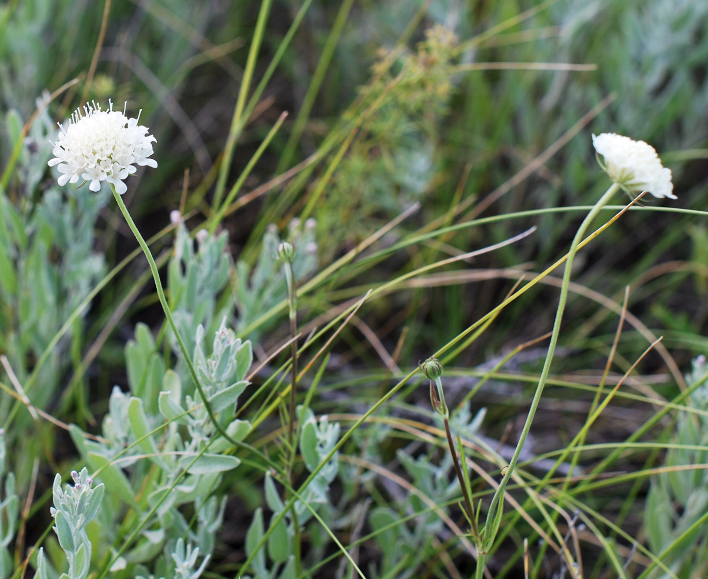 Image of Scabiosa ochroleuca specimen.