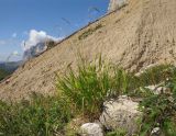 Brachypodium rupestre