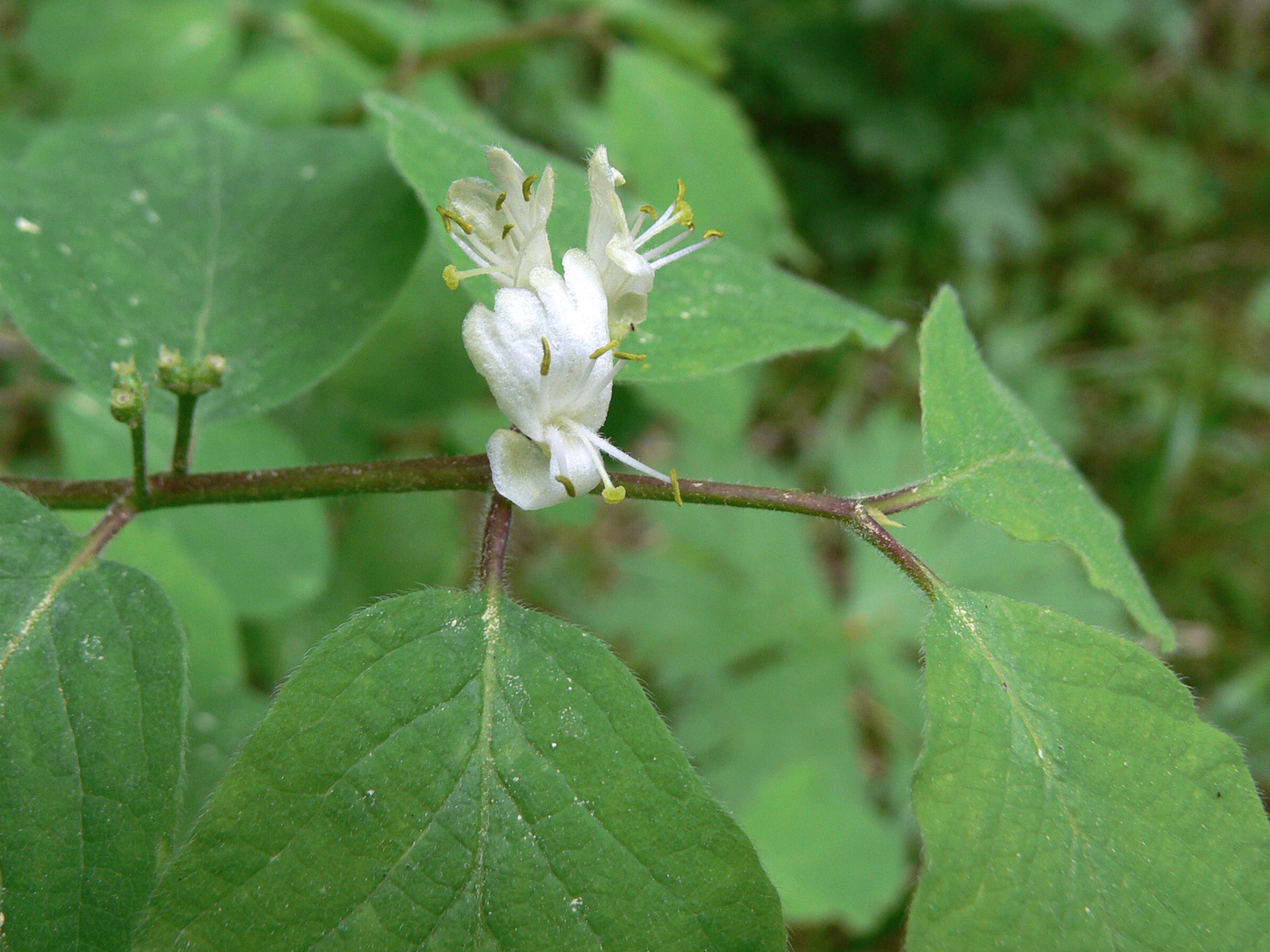 Image of Lonicera xylosteum specimen.