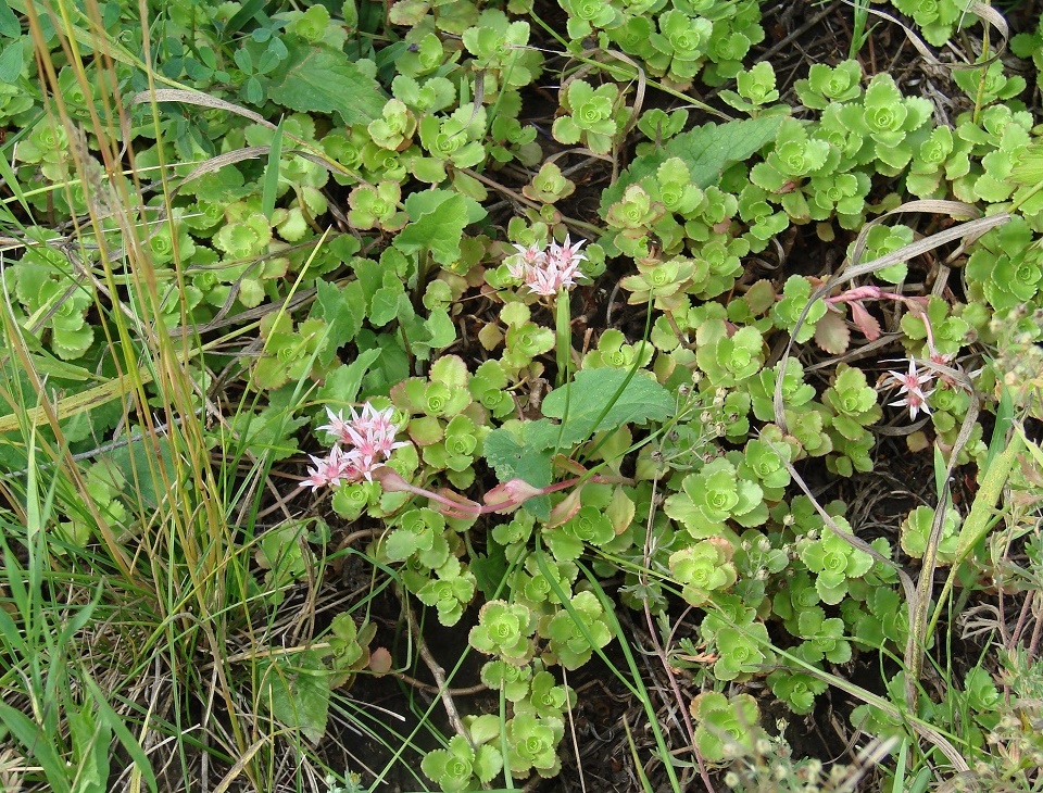 Image of Sedum spurium specimen.