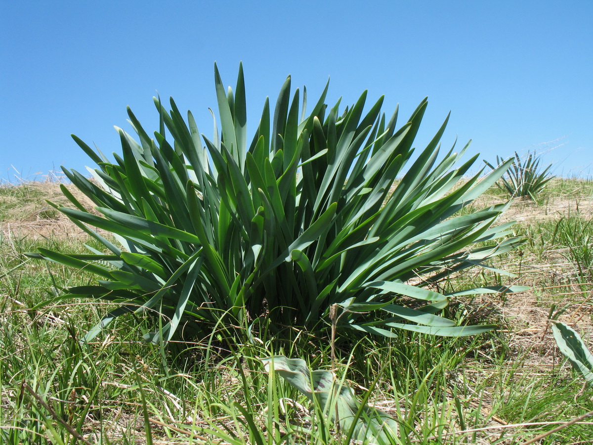 Изображение особи Ungernia sewerzowii.