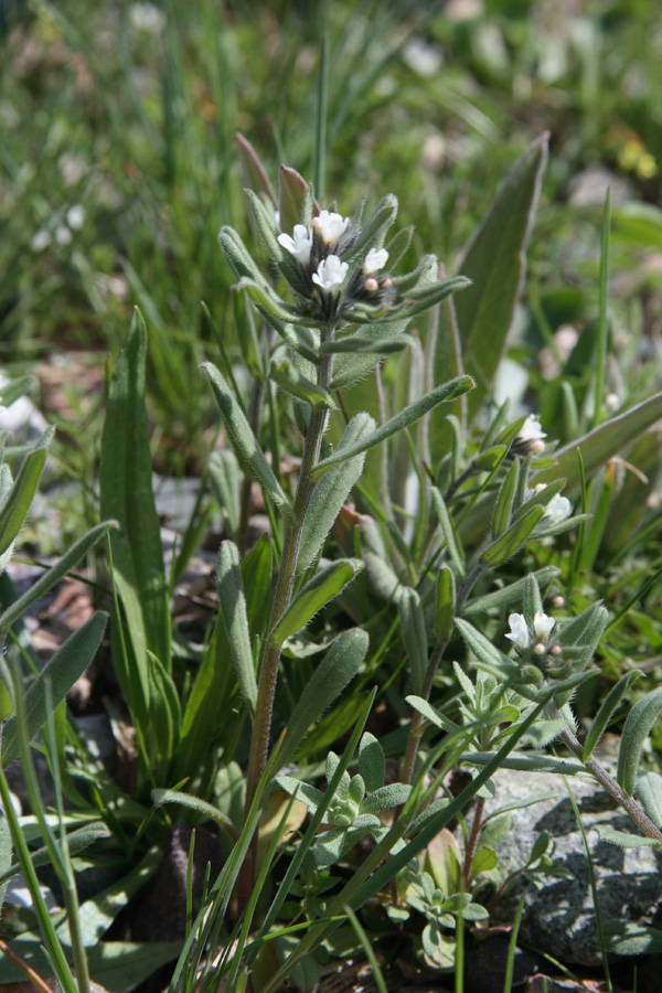 Изображение особи Buglossoides arvensis.