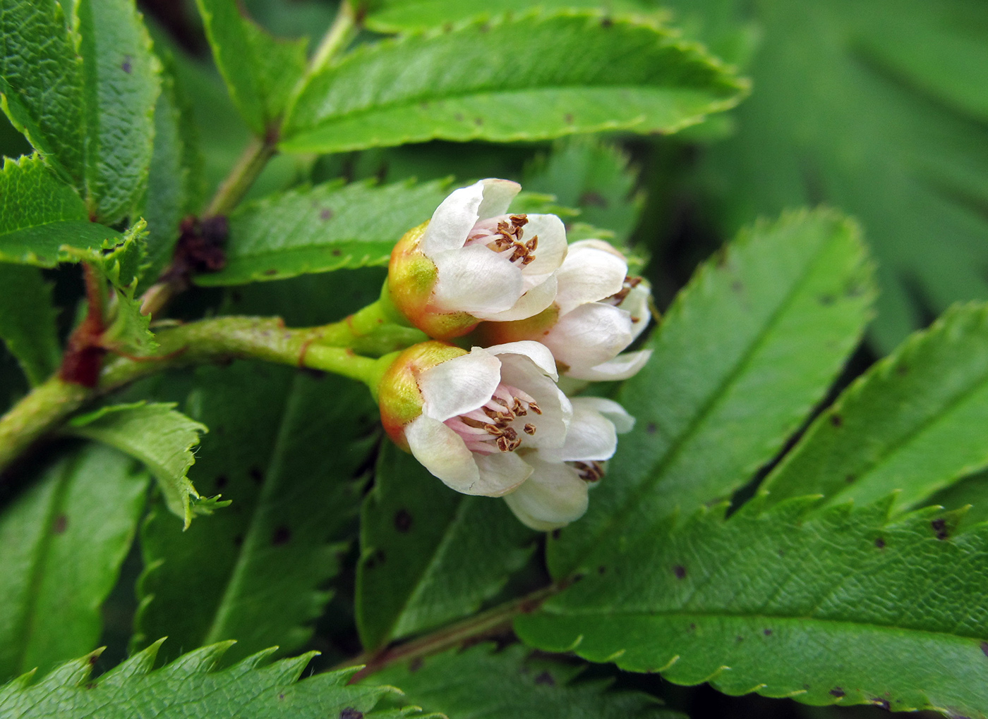 Изображение особи Sorbus sambucifolia.