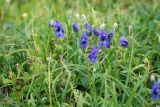 Aconitum delphiniifolium. Цветущие растения. Чукотка, побережье бухты Провидения, тундра. 30.07.2014.