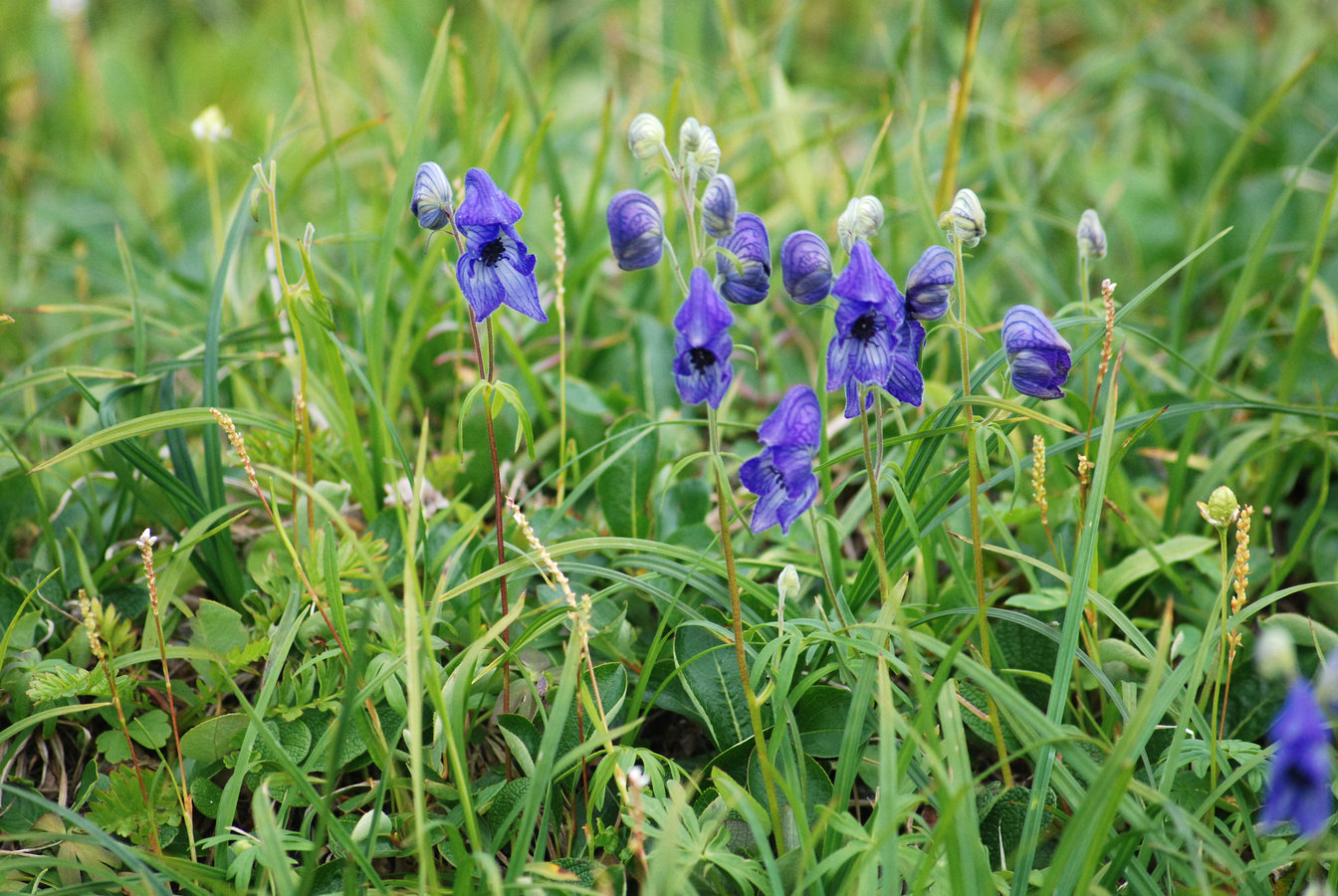 Image of Aconitum delphiniifolium specimen.