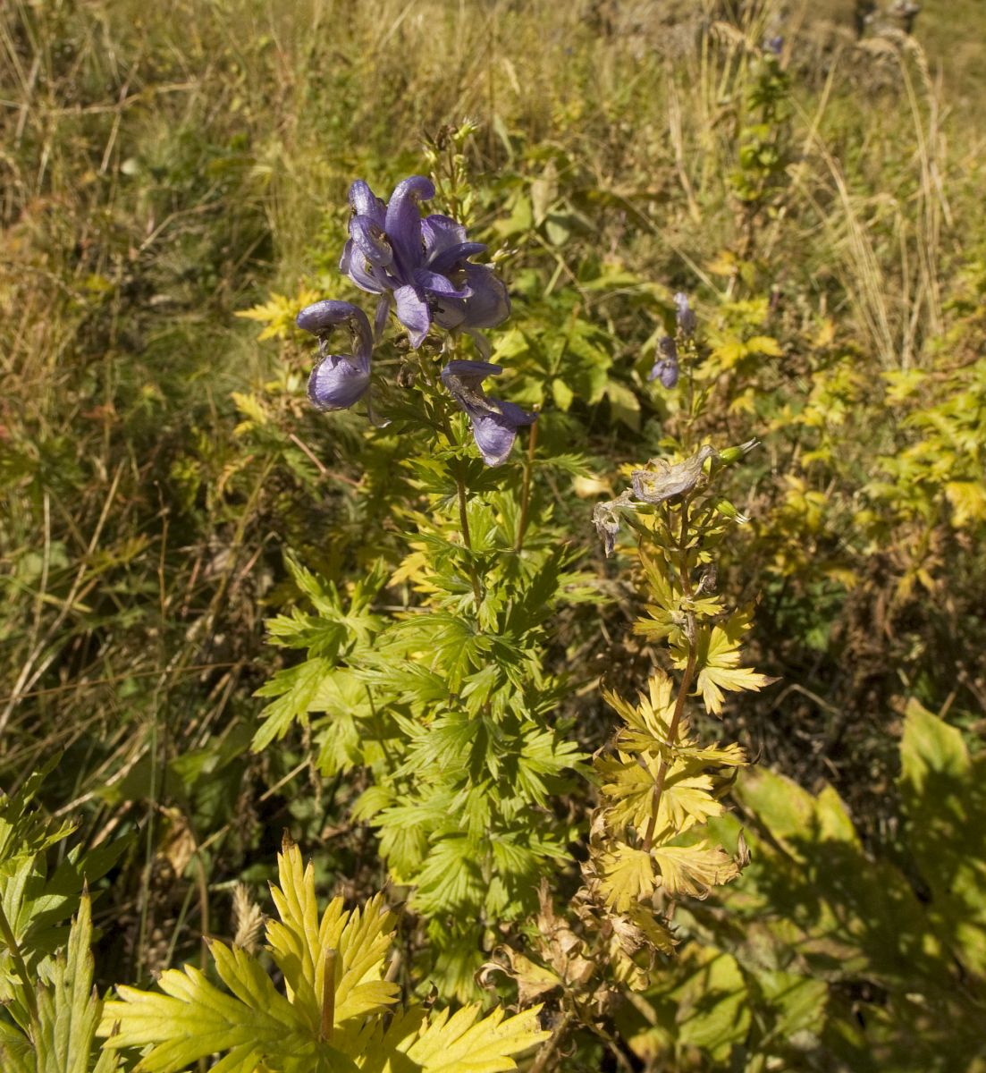 Image of Aconitum nasutum specimen.