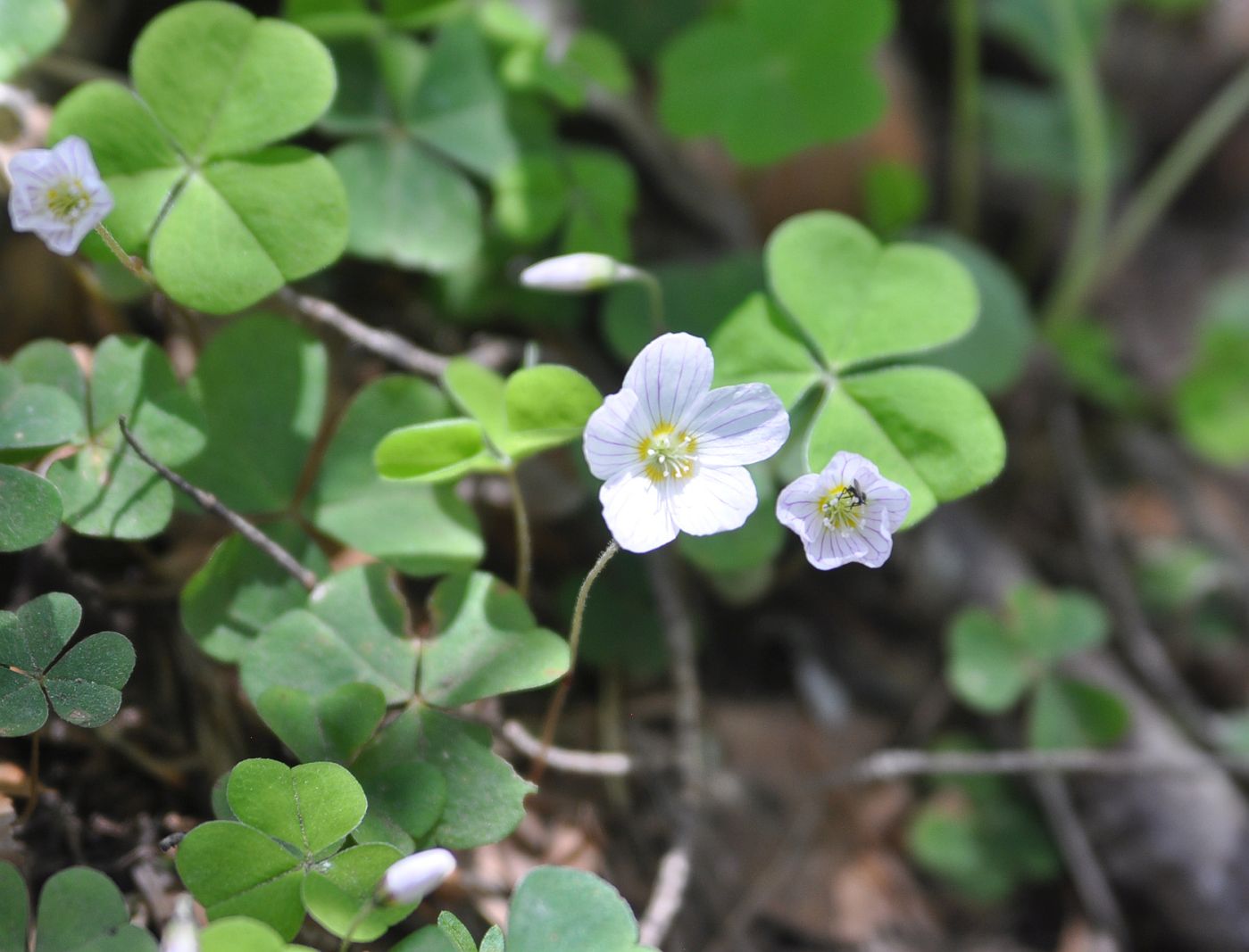 Изображение особи Oxalis acetosella.