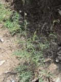 genus Centaurea. Зацветающее растение. Дагестан, окр. с. Талги, каменистое место. 15.05.2018.