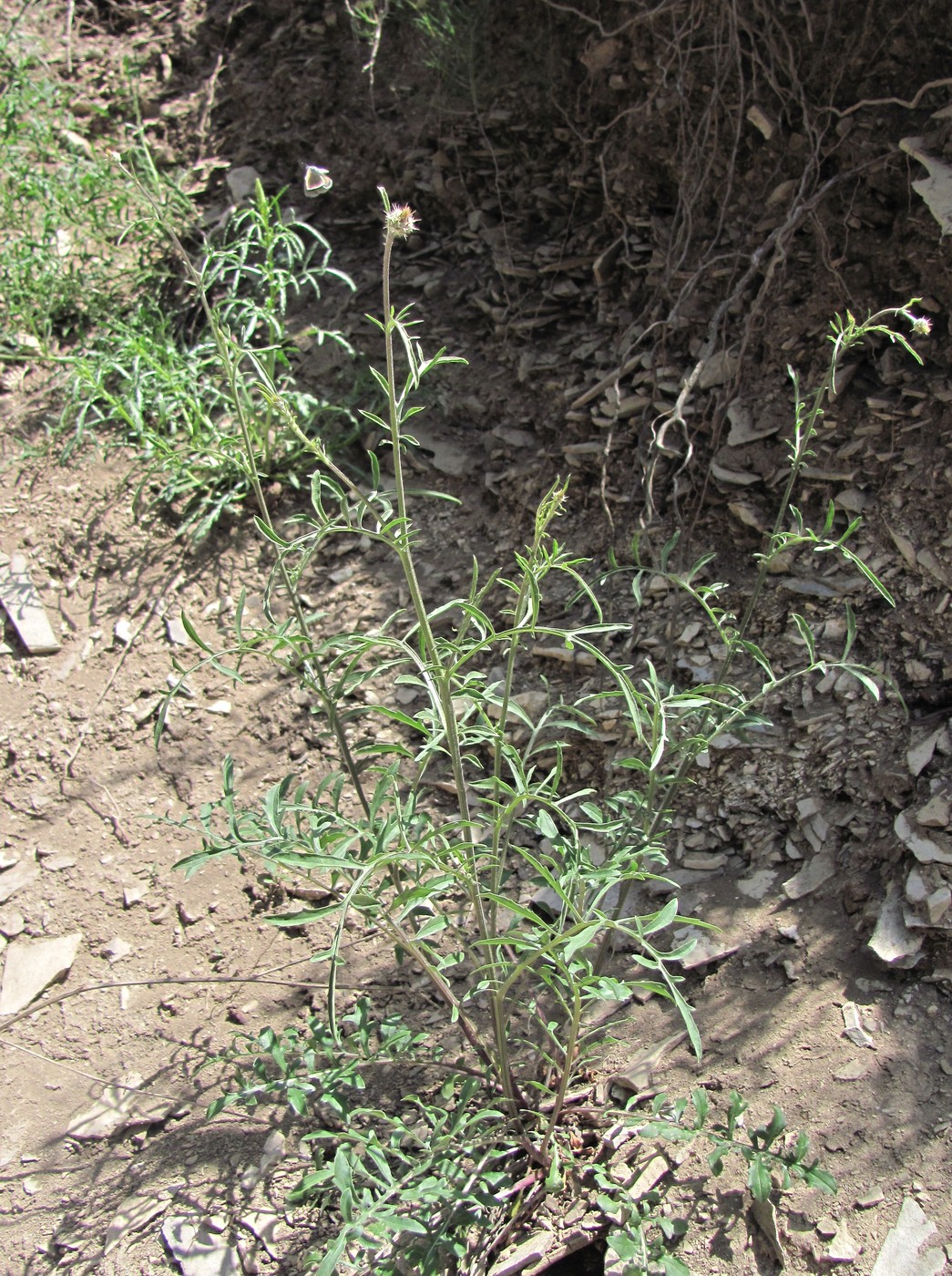 Image of genus Centaurea specimen.