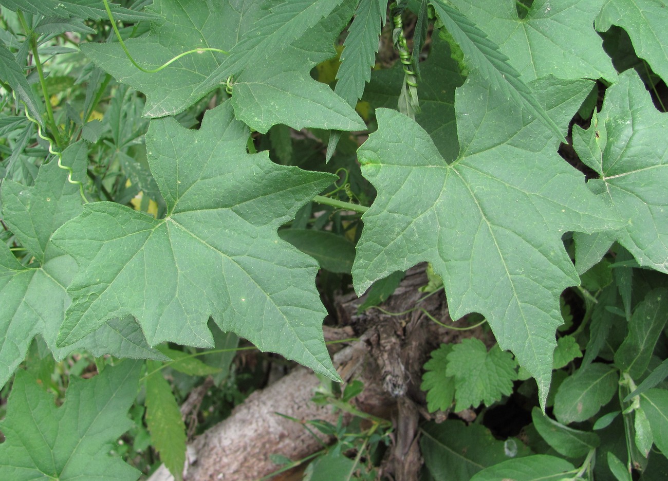 Image of Bryonia alba specimen.