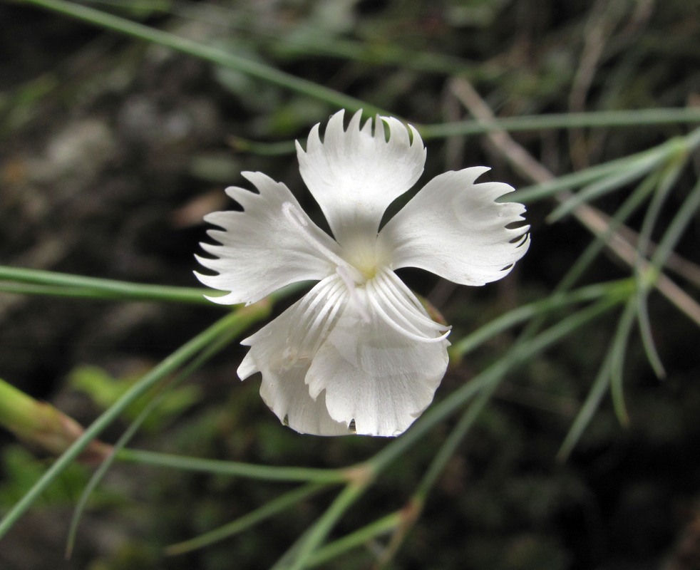 Изображение особи Dianthus elbrusensis.