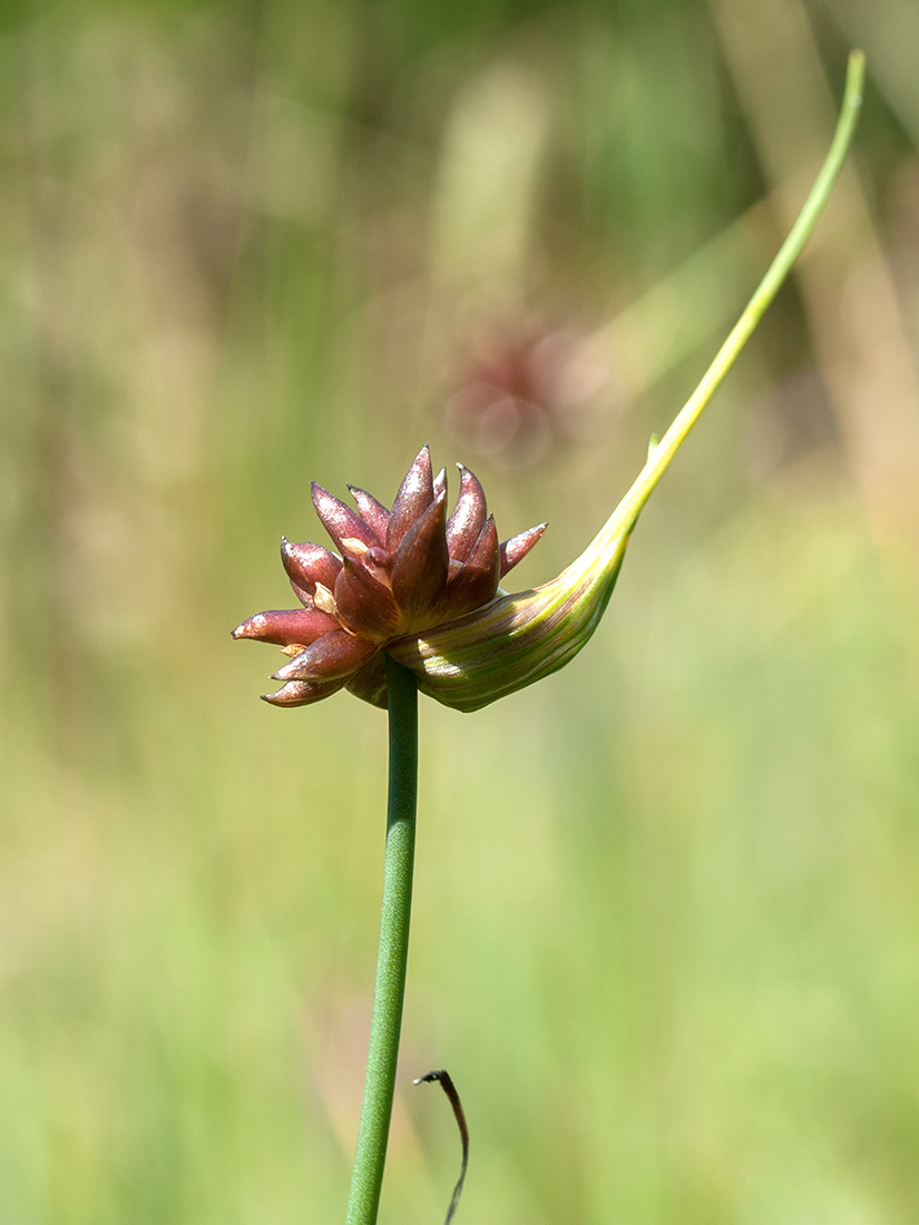 Изображение особи Allium oleraceum.