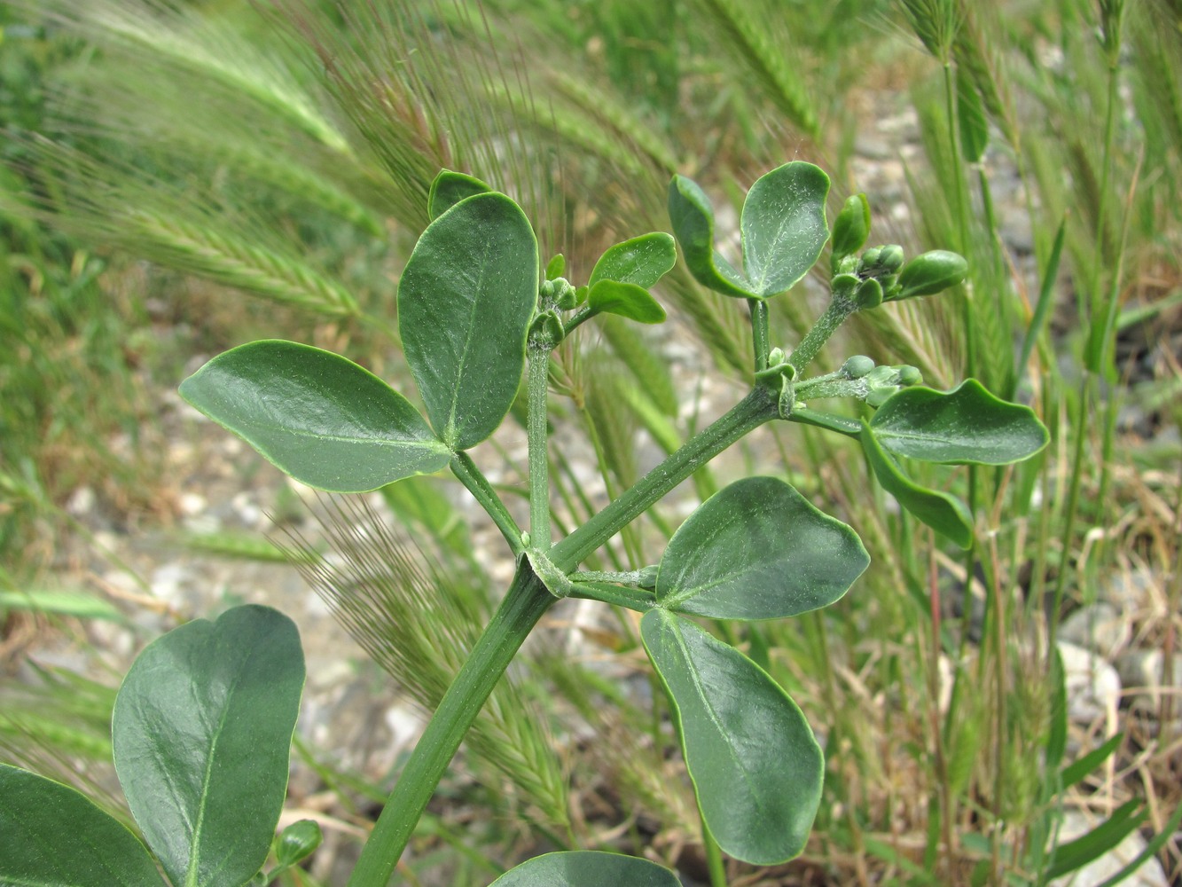 Image of Zygophyllum fabago specimen.