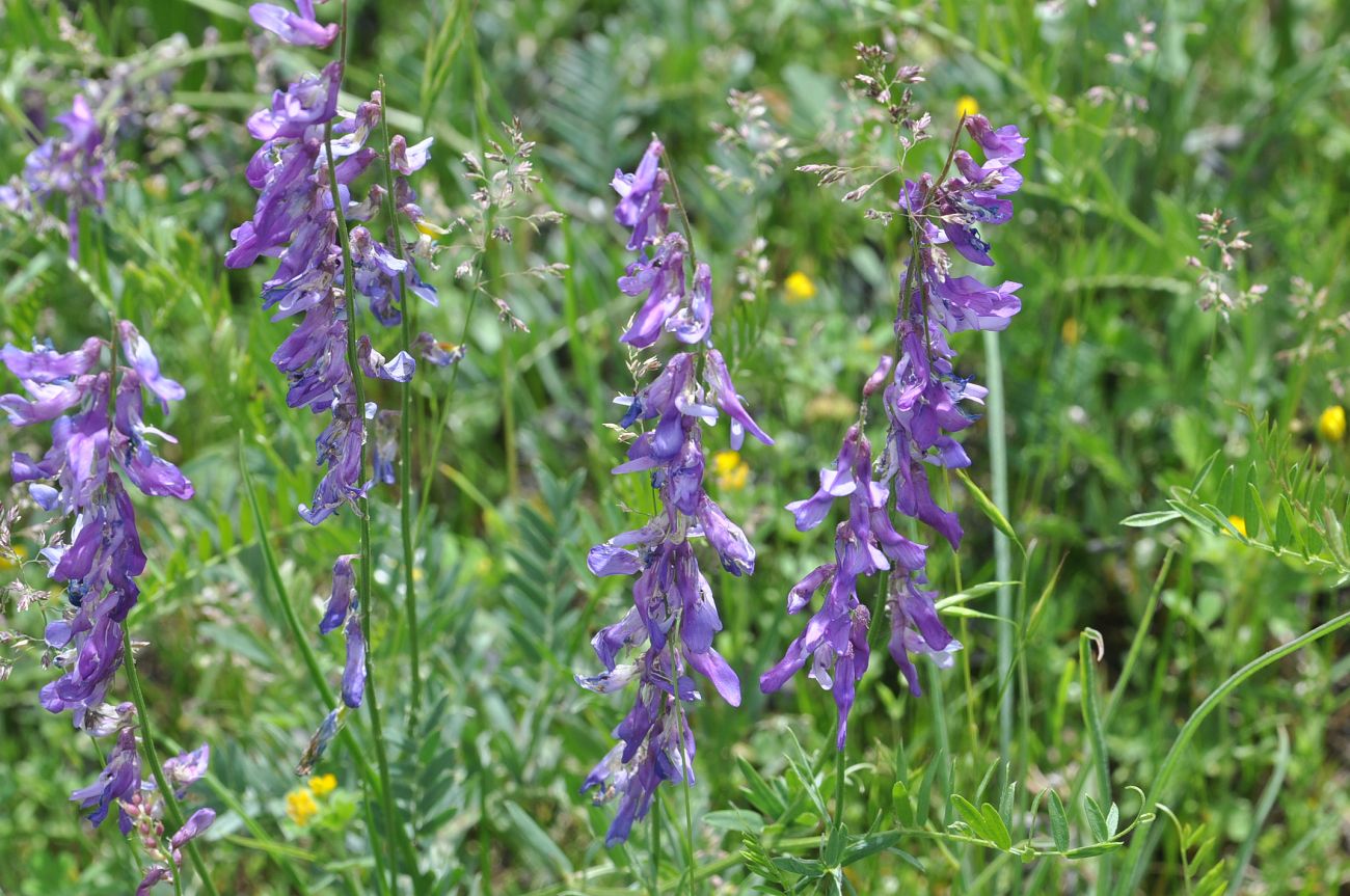 Image of genus Vicia specimen.