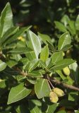 Pittosporum heterophyllum. Часть ветви с плодами. Краснодарский край, м/о город-курорт Сочи, Адлерский р-н, Природный орнитологический парк в Имеретинской низменности, кластер №7, в культуре. 30.10.2018.