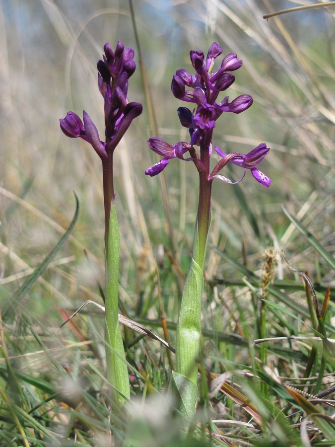 Image of Anacamptis morio ssp. caucasica specimen.