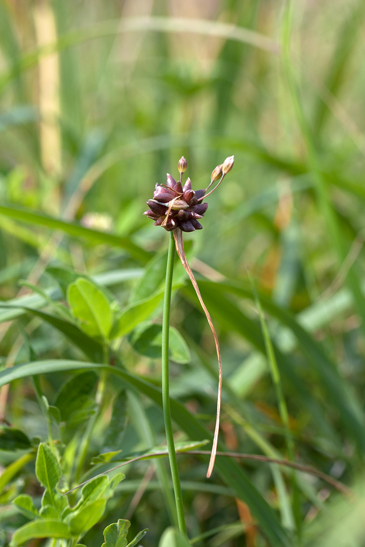 Image of Allium oleraceum specimen.