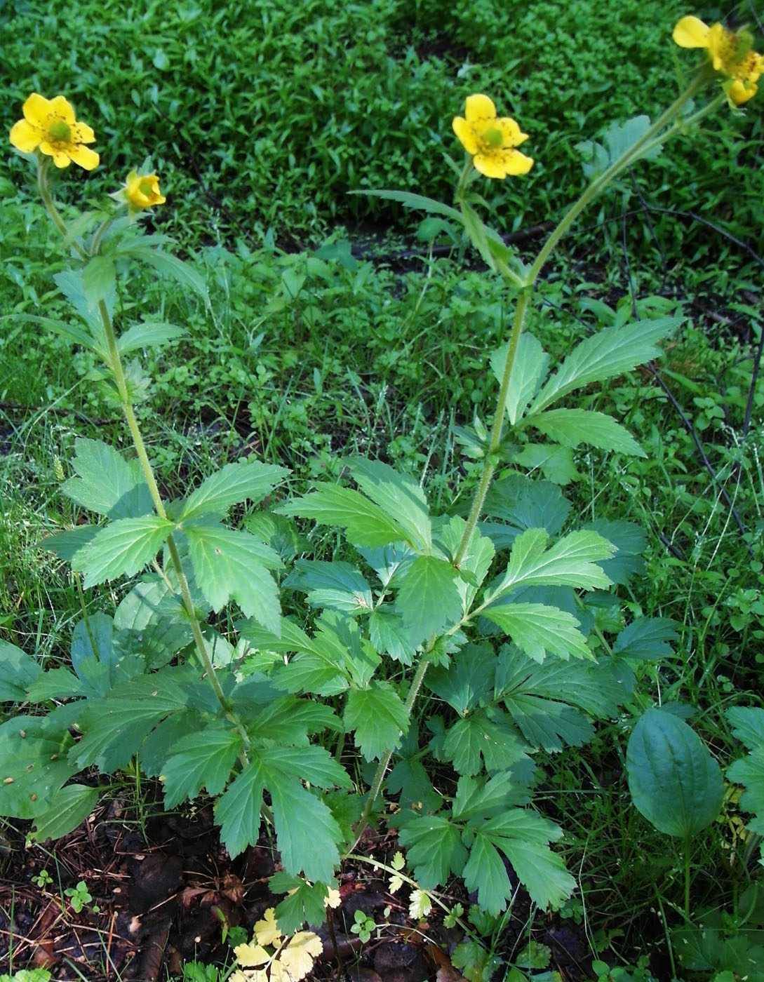 Image of Geum aleppicum specimen.