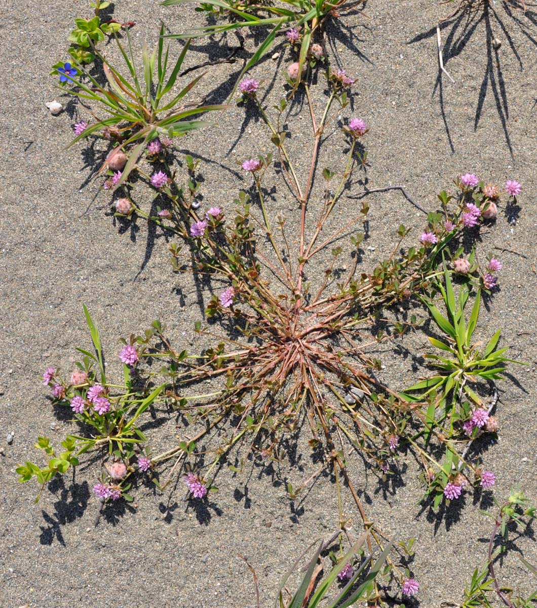 Image of Trifolium resupinatum specimen.