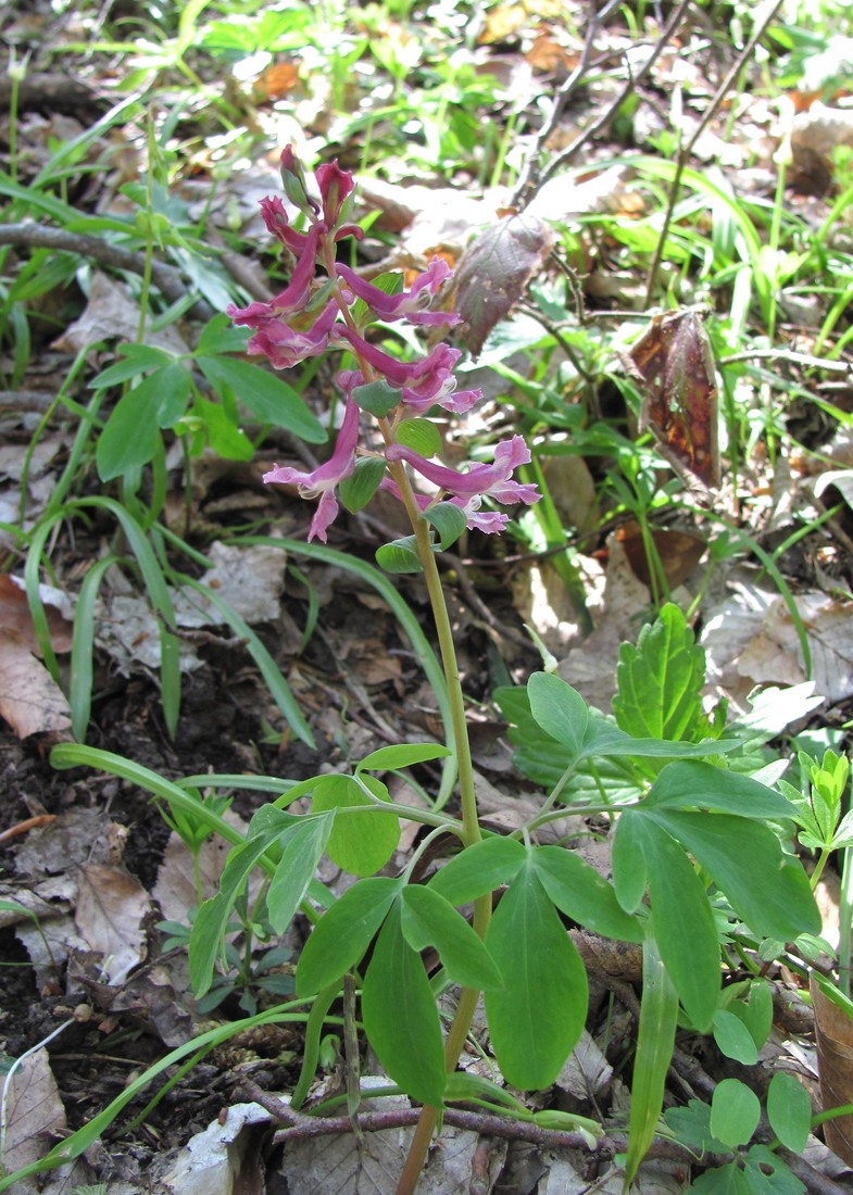 Image of Corydalis cava specimen.