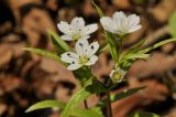 Pseudostellaria rigida