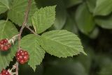 род Rubus. Лист. Крым, Бахчисарайский р-н, пгт Куйбышево, обочина дороги. 23.07.2018.