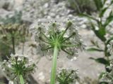 Heracleum grandiflorum. Соцветие-зонтичек (вид снизу). Дагестан, Левашинский р-н, окр. с. Цудахар, ок. 1300 м н.у.м., каменистый известняковый склон. 11.06.2019.