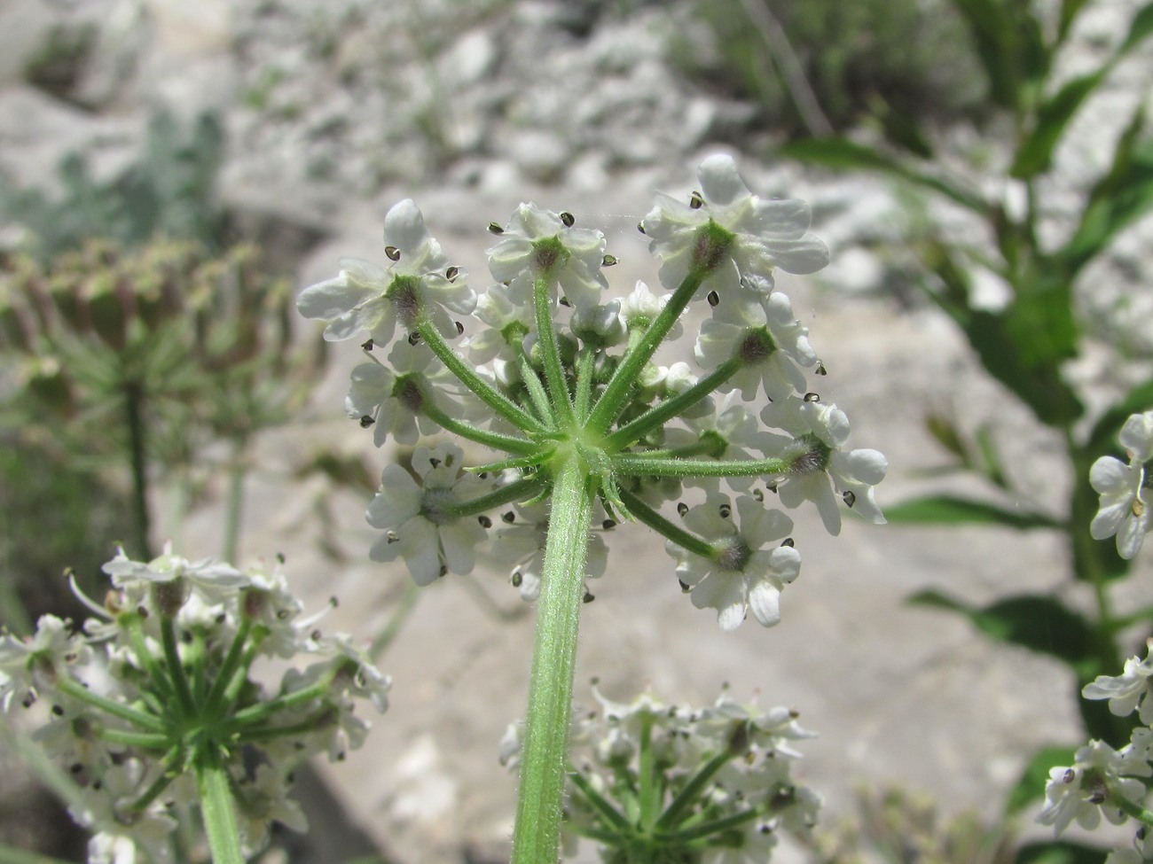 Image of Heracleum grandiflorum specimen.