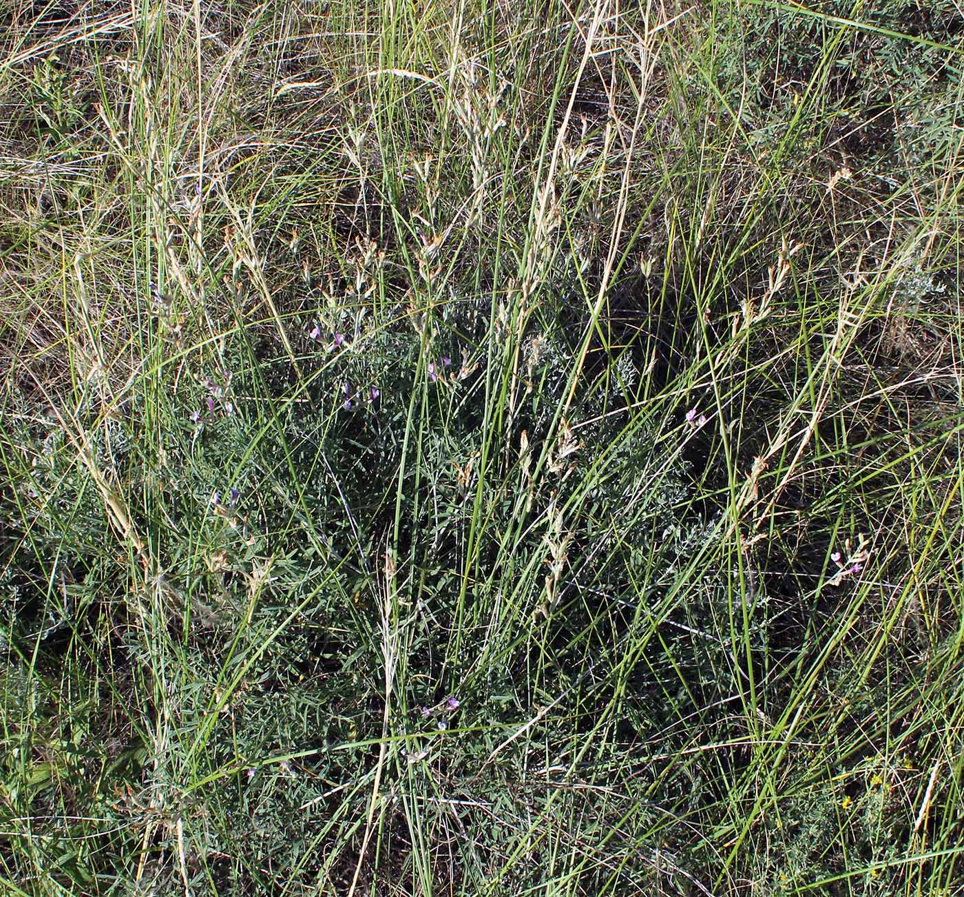 Image of Astragalus pallescens specimen.