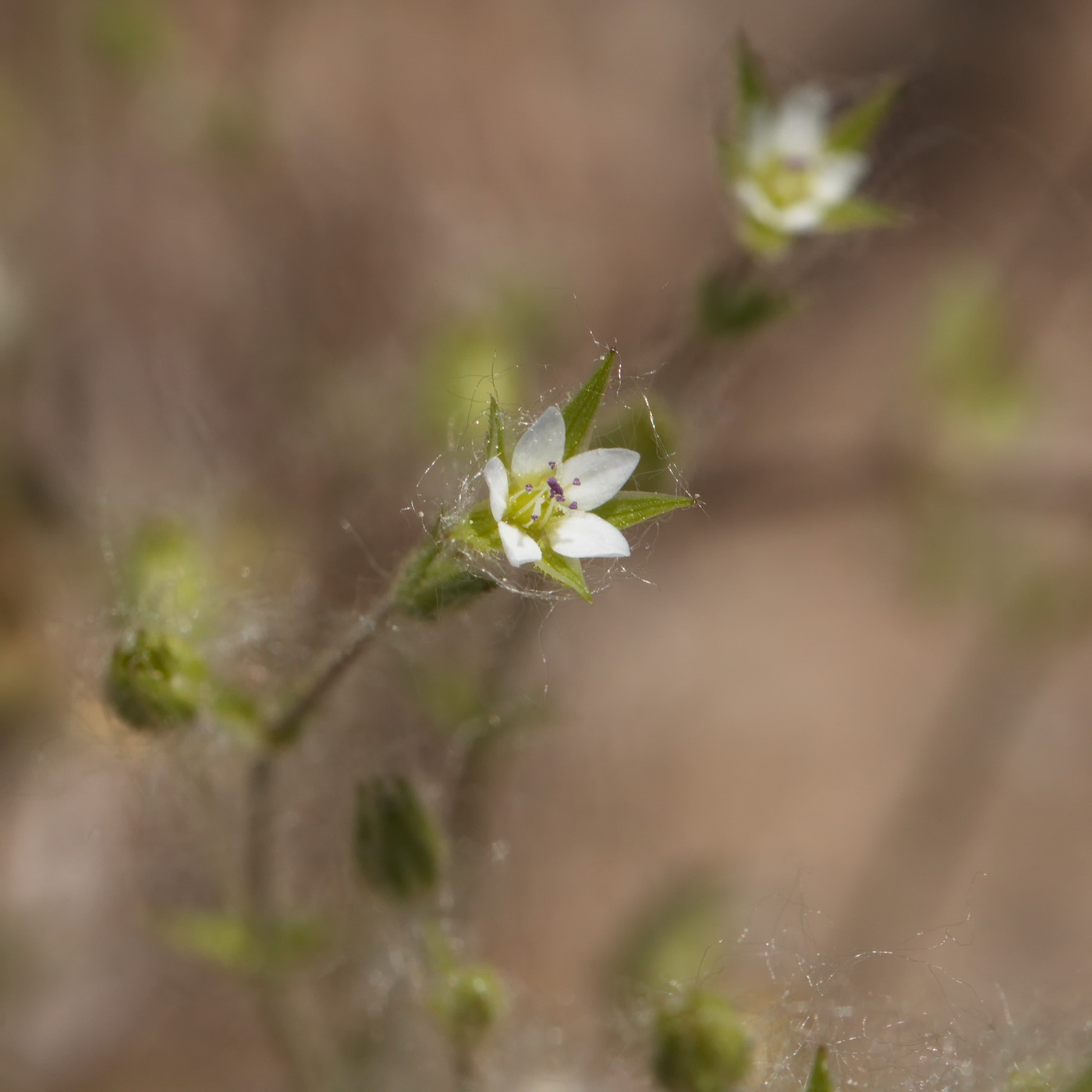 Изображение особи Arenaria leptoclados.