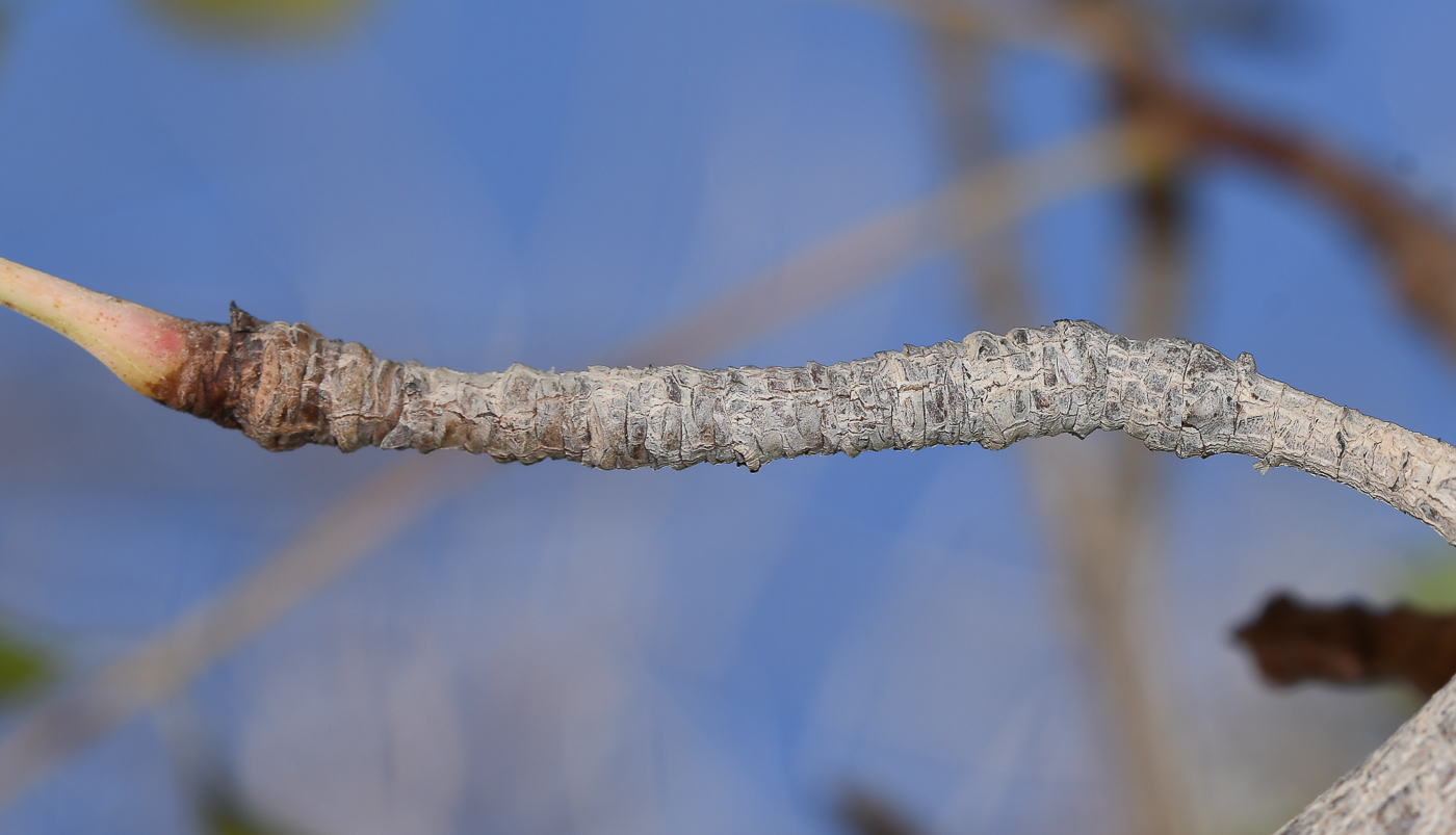 Image of Sclerocarya birrea specimen.