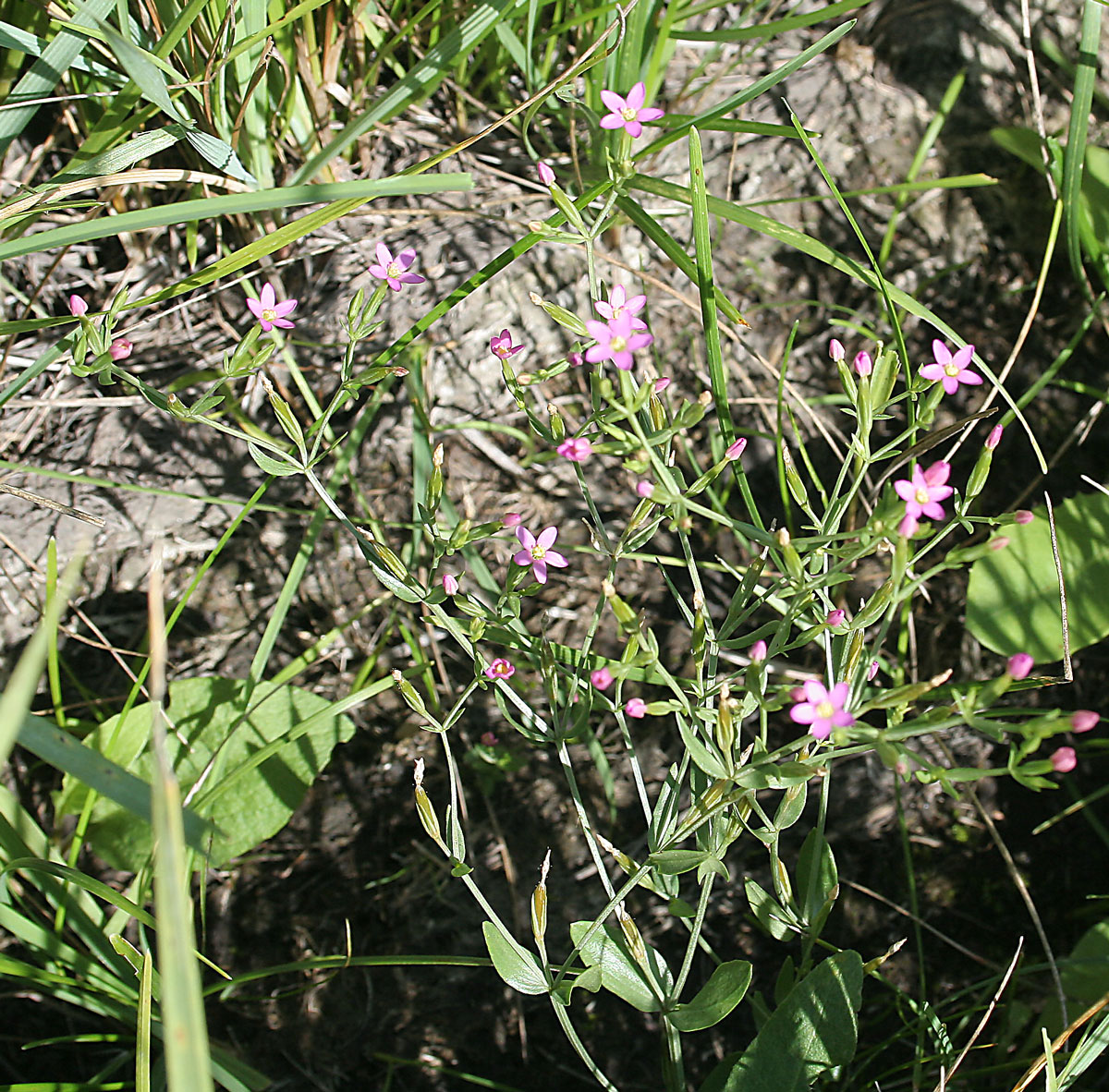 Изображение особи Centaurium pulchellum.