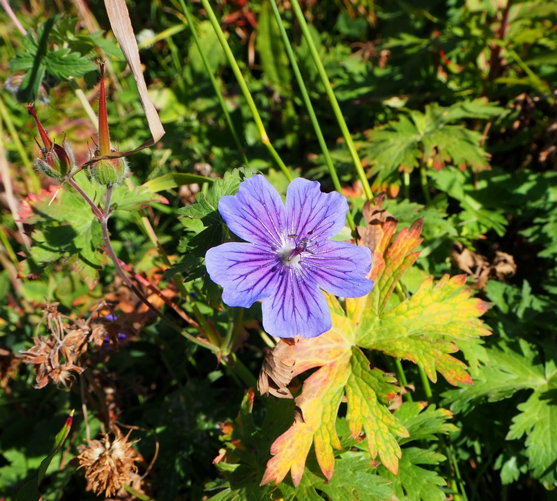 Image of Geranium gymnocaulon specimen.