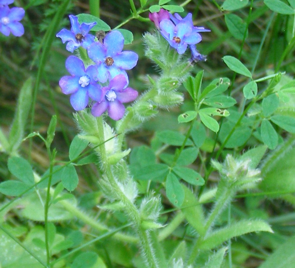 Изображение особи Anchusa officinalis.