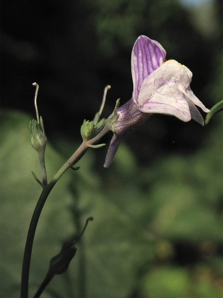 Image of Linaria repens specimen.