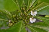 Смотреть изображение Scaevola taccada