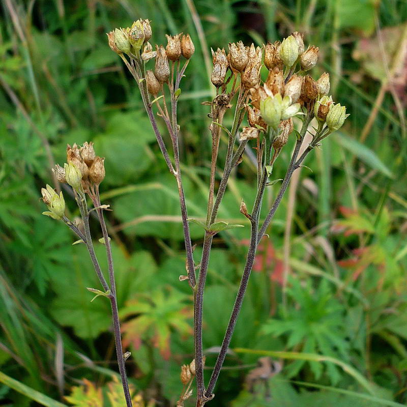 Изображение особи Polemonium caeruleum.