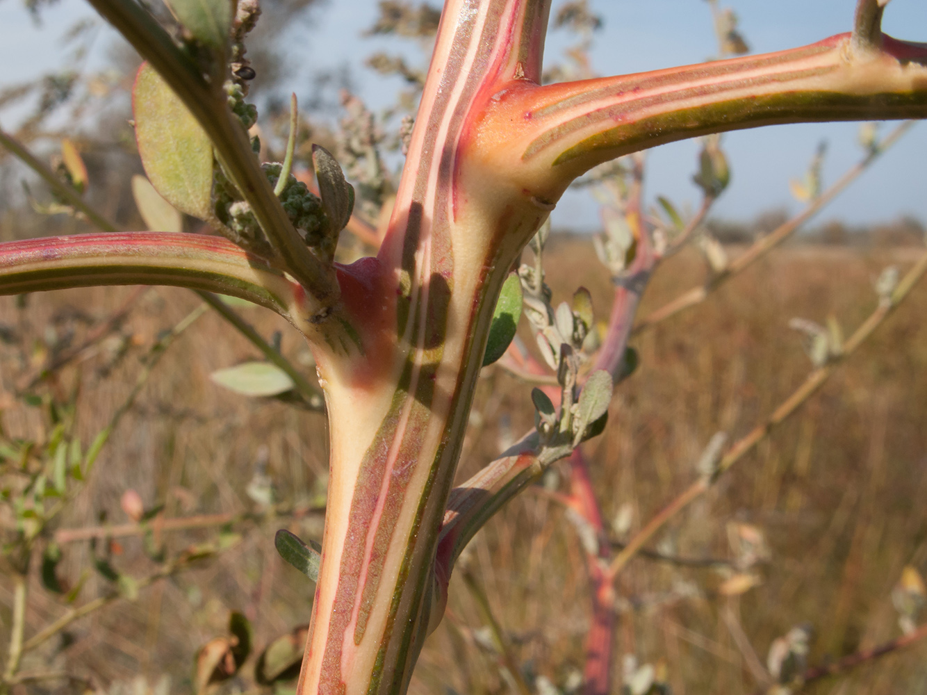 Image of Chenopodium strictum specimen.