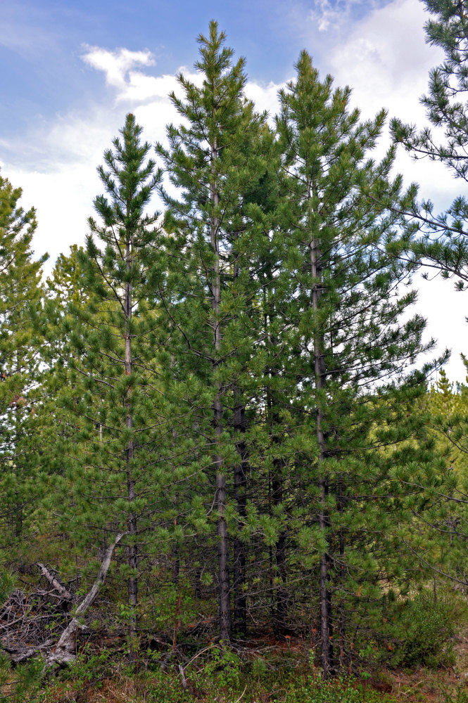 Image of Pinus sibirica specimen.