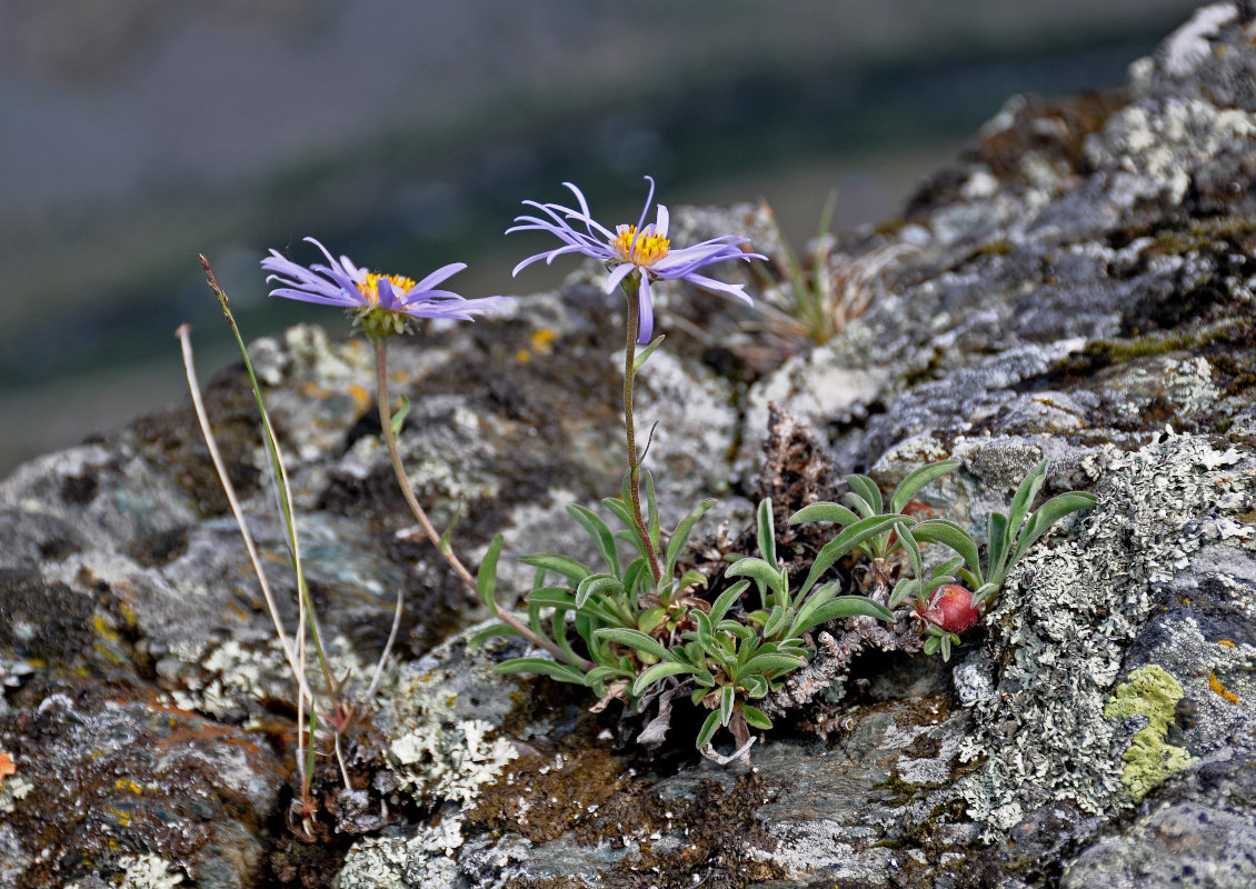 Image of Aster alpinus specimen.