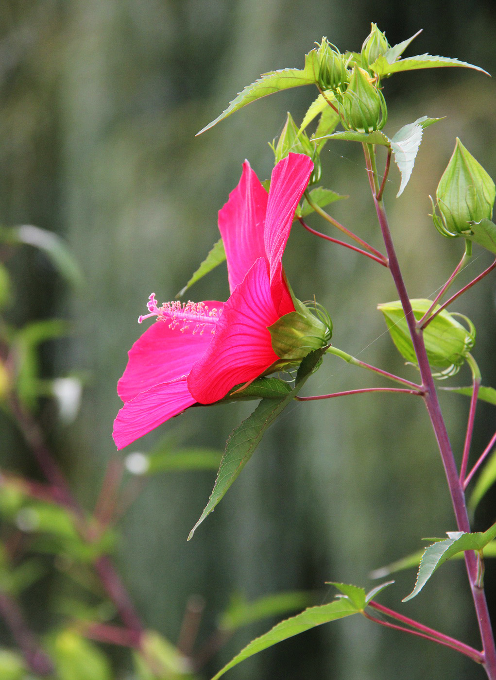 Image of Hibiscus coccineus specimen.