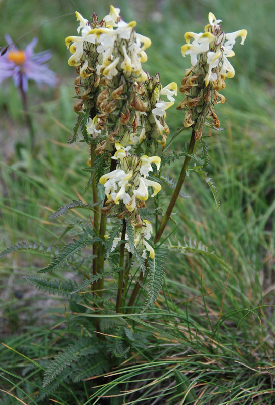 Image of Pedicularis compacta specimen.