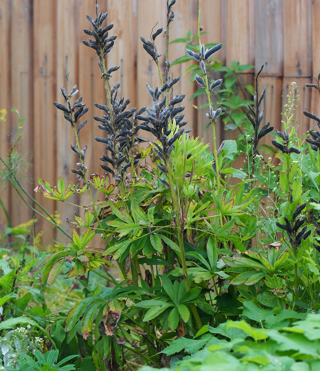 Image of Lupinus &times; regalis specimen.