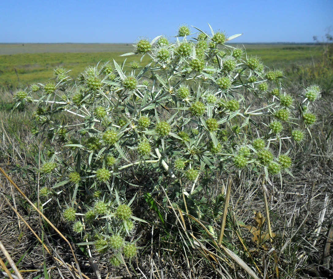 Изображение особи Eryngium campestre.