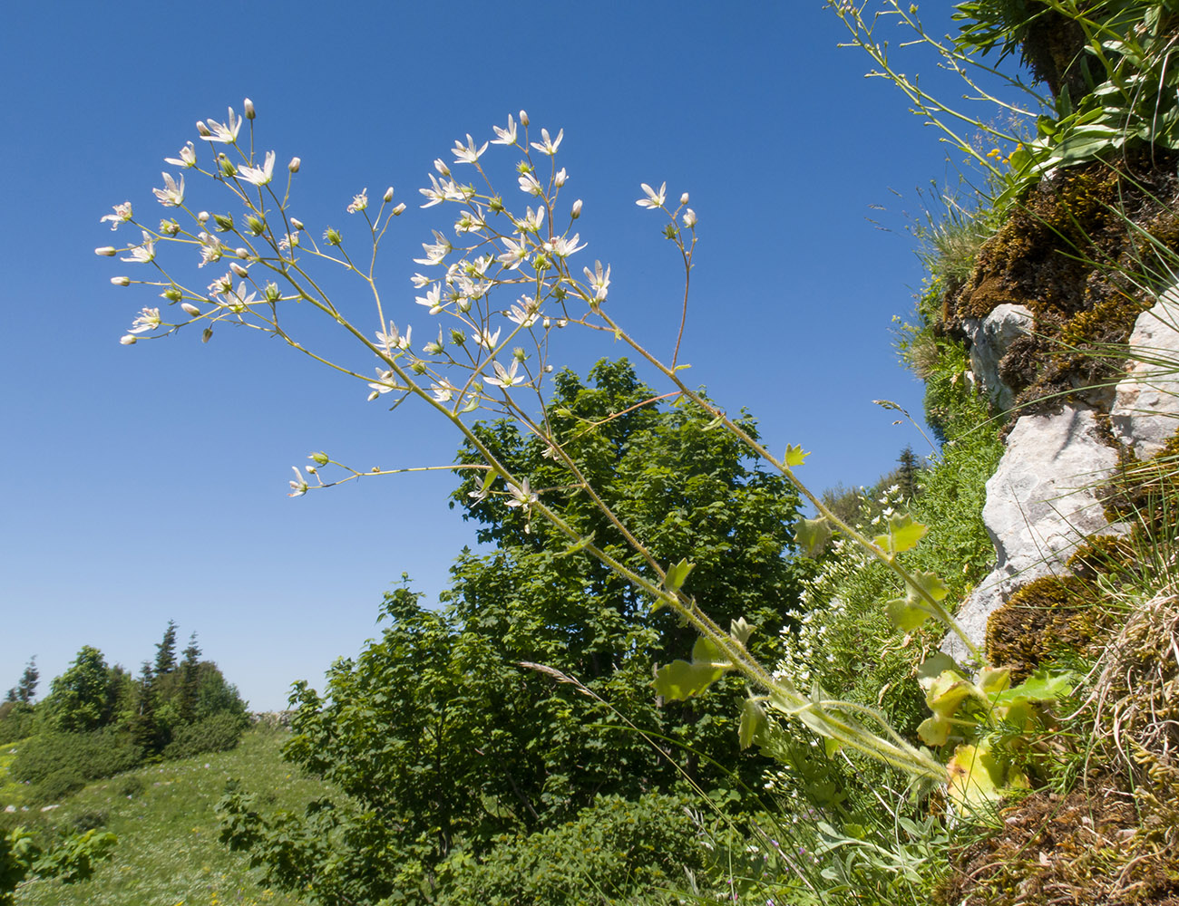 Image of Saxifraga repanda specimen.